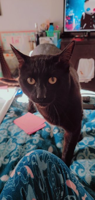 Lil panther #kitty #cute #scary https://t.co/oJWr9MszHk<a href="/tag/kitty"class="tags">#kitty</a><a href="/tag/cute"class="tags">#cute</a><a href="/tag/scary"class="tags">#scary</a>