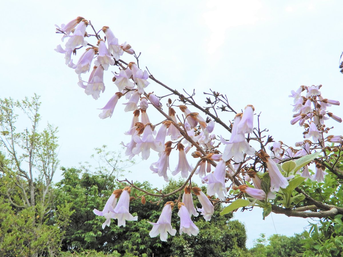 鳥類園ウォッチングセンター前などで キリ の花が見頃です 桐箪笥 など 材木として使われている樹木でもあります 花や葉っぱをよ く観てみると ふさふさした毛に覆われています 葛西臨海公園 花 桐 江戸川区 江戸川区民ニュース 鳥類園ウォッチングセンター前などで キリ の花が見頃です 桐箪笥 など 材木として使われている樹木でもあります 花や葉っぱをよ く観てみると ふさふさした毛に覆われています 葛西臨海公園 花 桐 江戸川区 江戸川区民ニュース