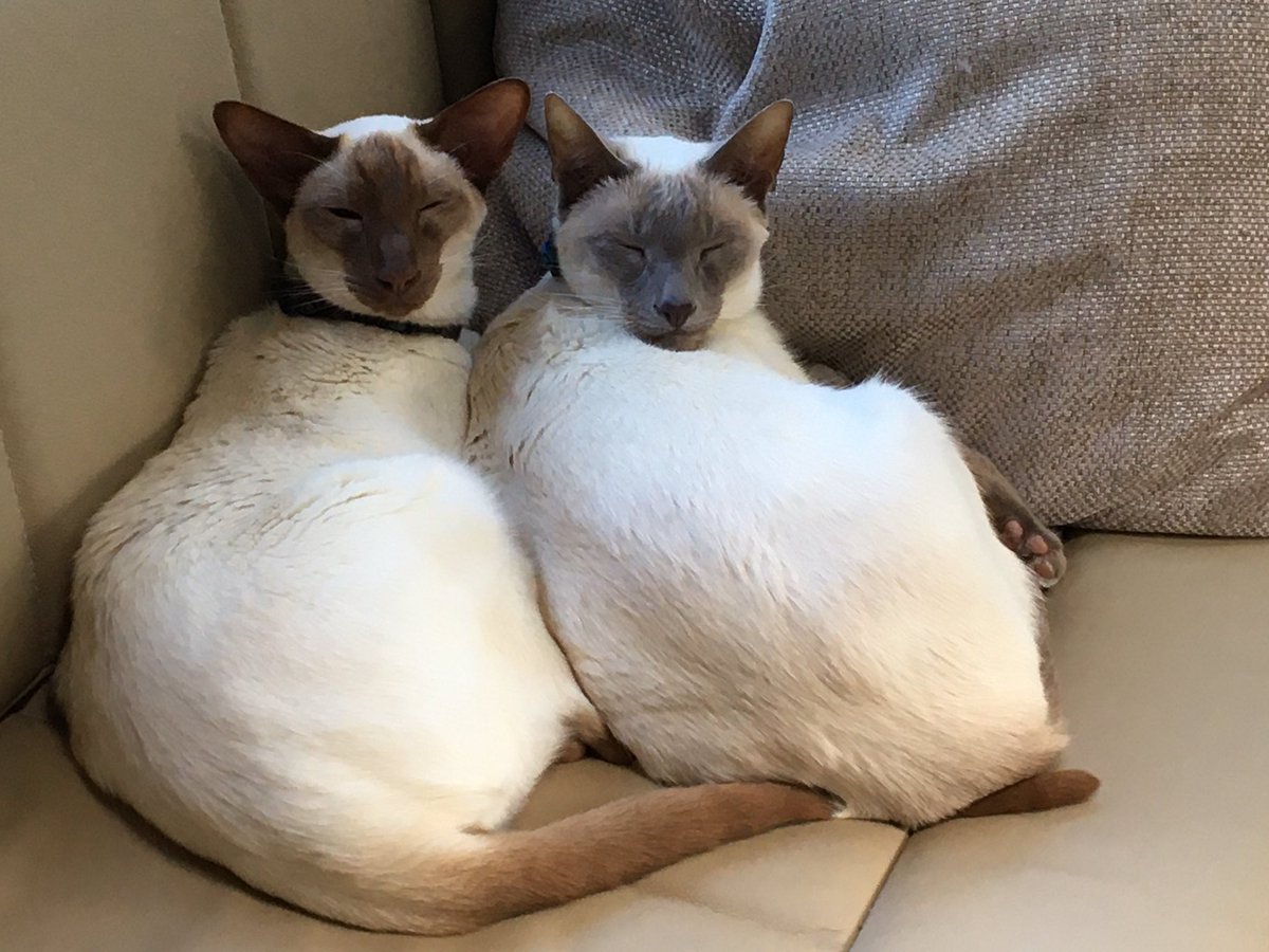 Diablo_Siamese's tweet photo. #CrazyParentsOfCats we hope your #MissingUs #Holiday #MayDay2022 #TheBoys @jolenehunter #CatsofTwittter #catsofinstagram https://t.co/H5EfG6xU9r