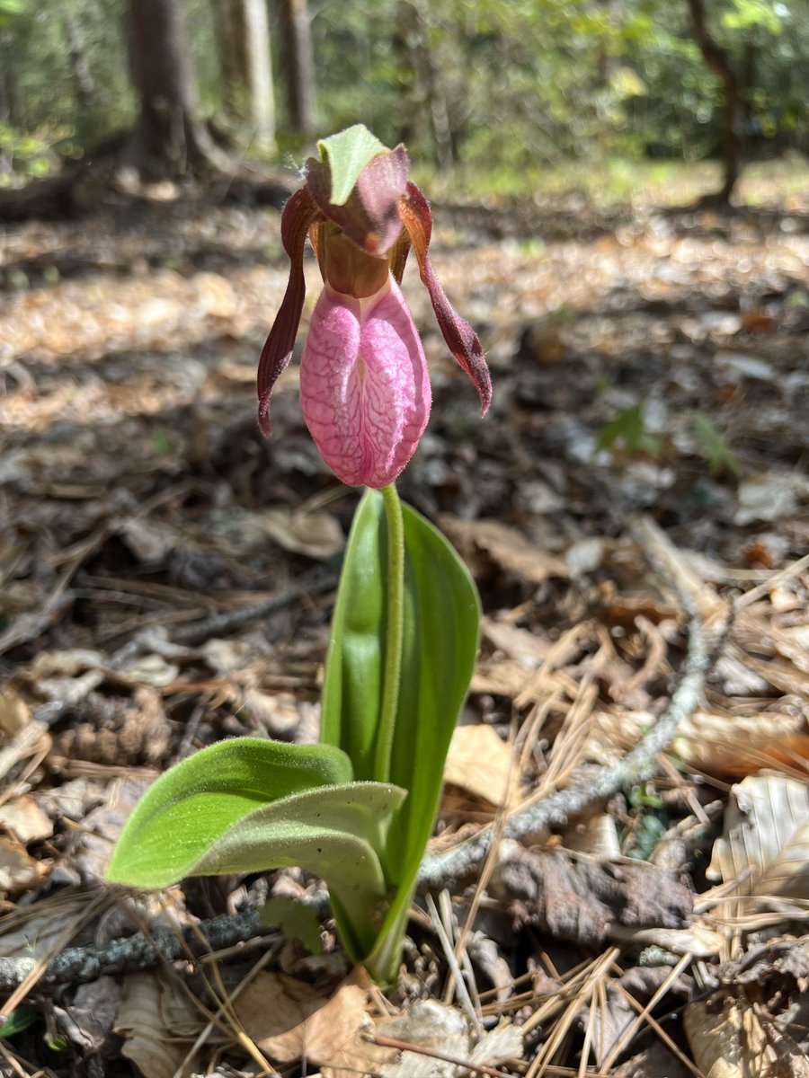WNCBreweryLaw's tweet image. First one of the year ❤️ #ncwildflowers #springinappalachia