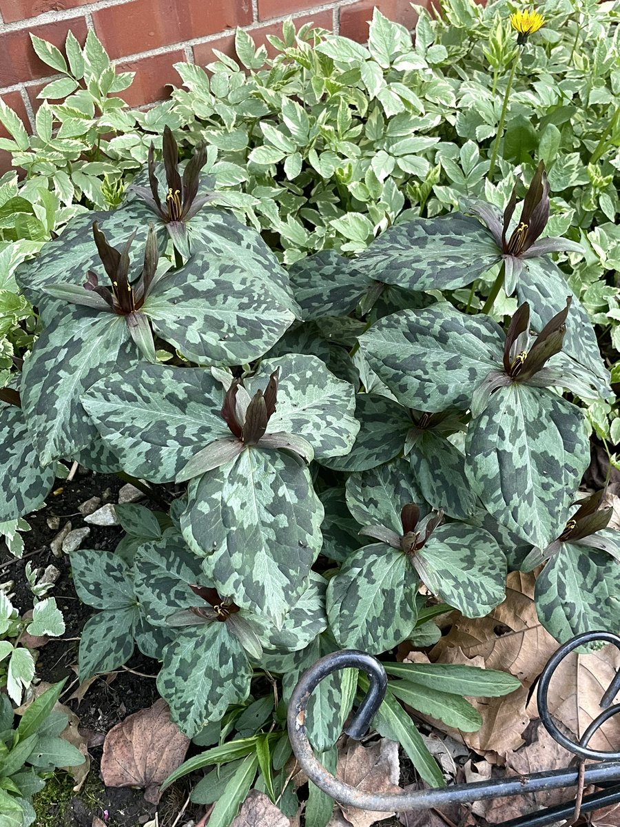 Ooooh... be still my 'bleeding heart' #flowerphoto #spring2022 This is the first year after transplanting a small plant I rescued from an area home store. It likes the lower light and damper area at the north side of the house. Growing near faithful Trillium.