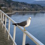 おり〜ぶ♪上野介のツイート画像