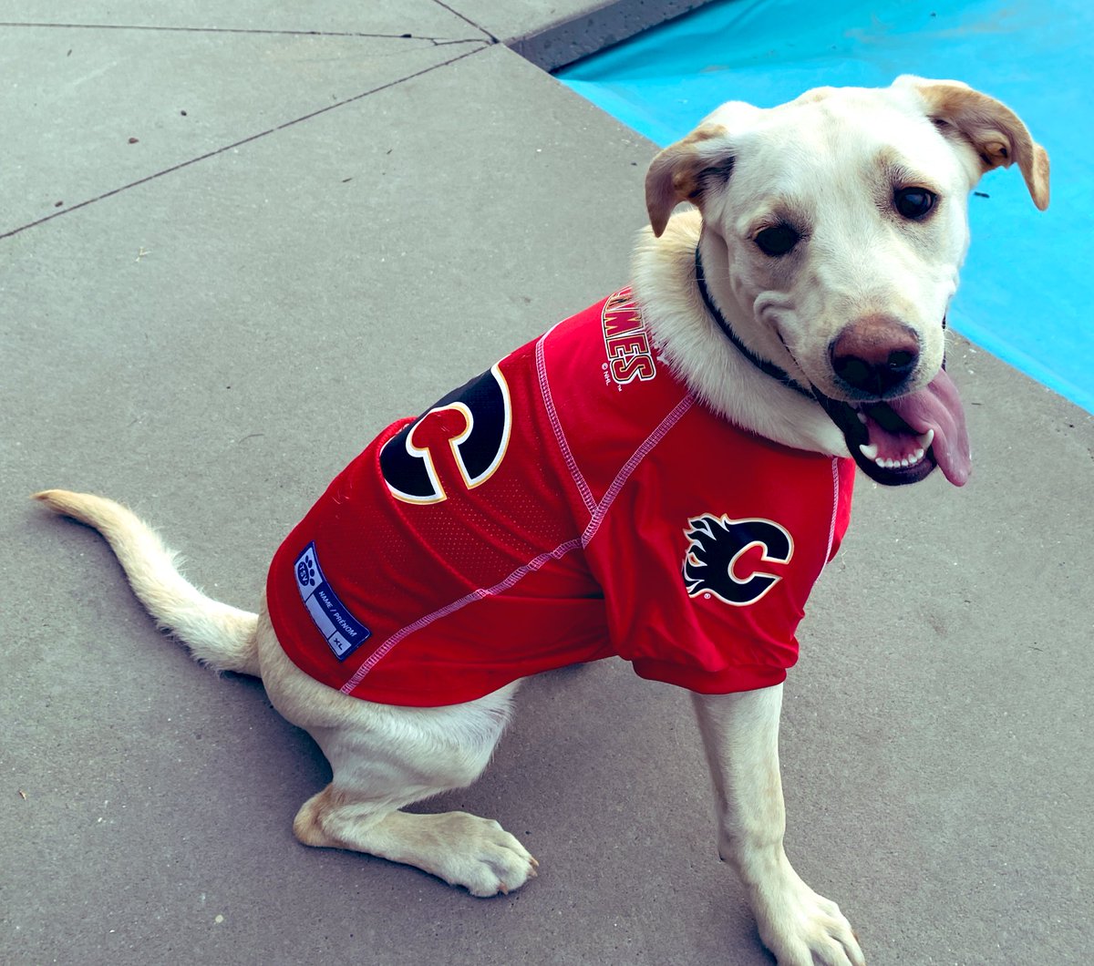 Someone is very much ready for the <a href="/NHLFlames/">Calgary Flames</a> to bring it in the @nhl playoffs! the playoffs this week! #yyc