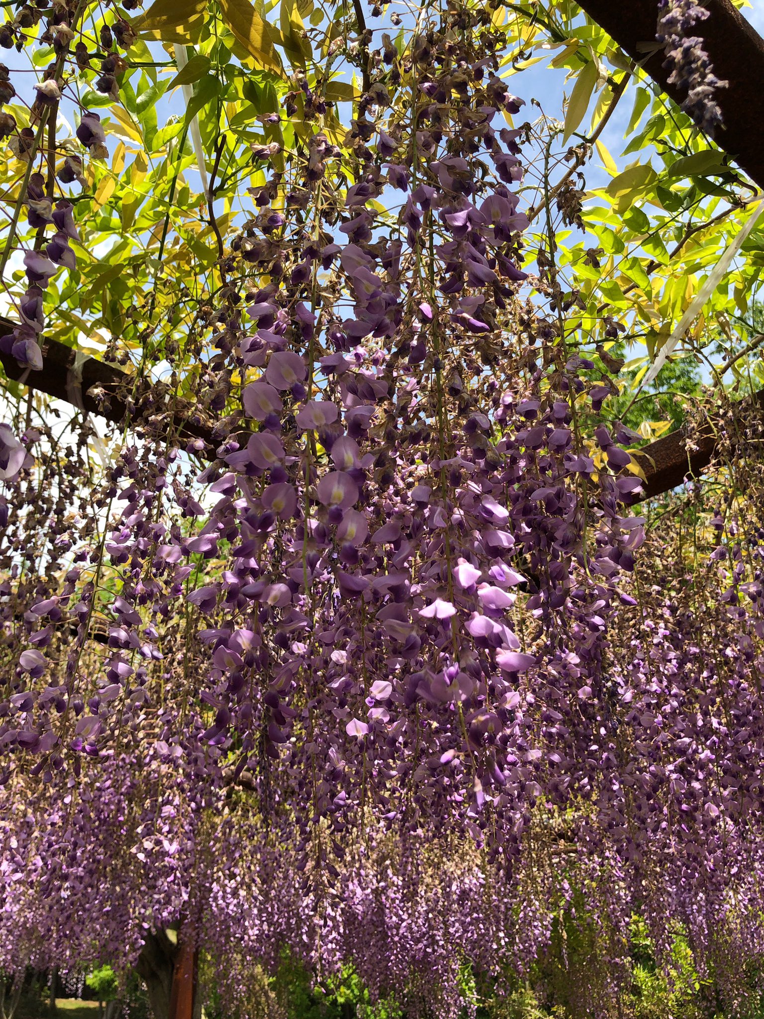 ゆうや 岡山にも藤の花の名所があったのできてみた T Co Rxhdpz4uso Twitter