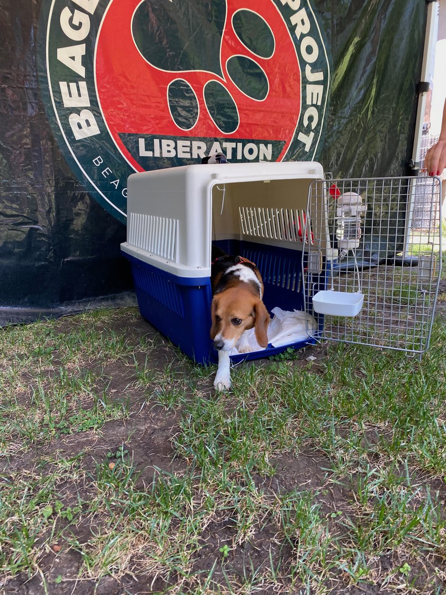 beaglefreedom's tweet photo. FREEDOM! We welcomed these beagles who had spent a lifetime in a laboratory. They took to the grass and ☀️ instantly but were of course fearful of the big world. Don't worry boys, you got this and we got you, and your brothers &amp; sisters. Until every cage is empty. And smashed. 🔥 https://t.co/R4rry5VaQC