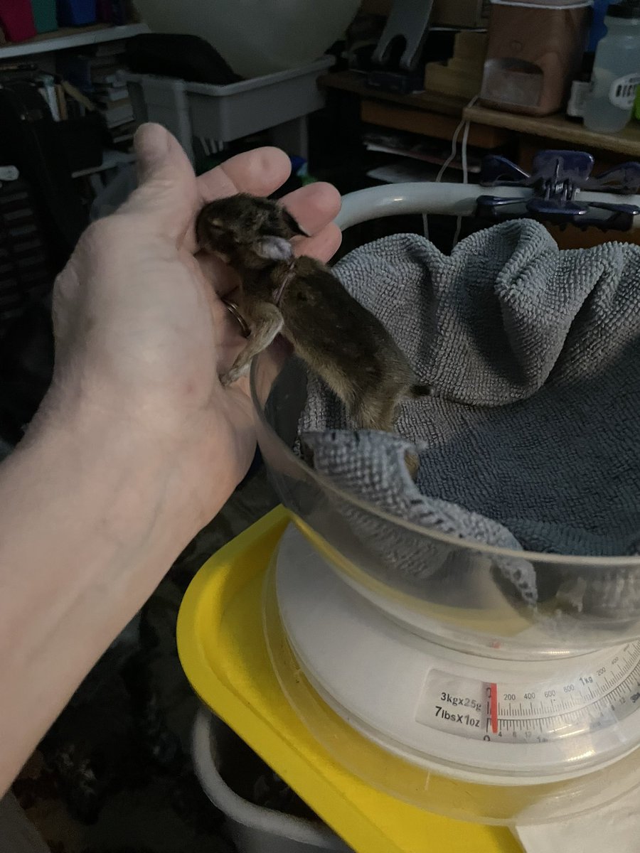 #BabyBunny I have learned that #love, observation, detailed notes, careful feeding, warmth & low environmental stress are vital to rehabbing #wildlife. Let the individual show you what they want & need. After weight Purple climbed for cuddling in hand. #AppliedScience #SpringKit