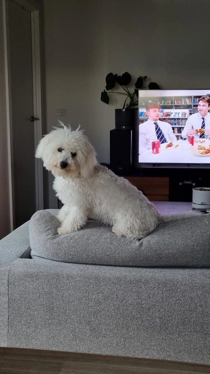 OndoFinancial's tweet photo. @BexualFeeling Alba the Bichon https://t.co/Ngui1c4rap