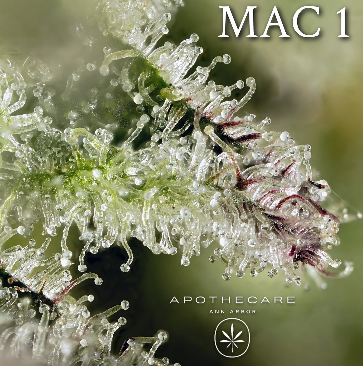 CannaTomick's tweet photo. #MAC1 by #ApothecareAnnArbor #macro #macrophotography #michigan #michiganphotographer https://t.co/Yi9Lefkz1N