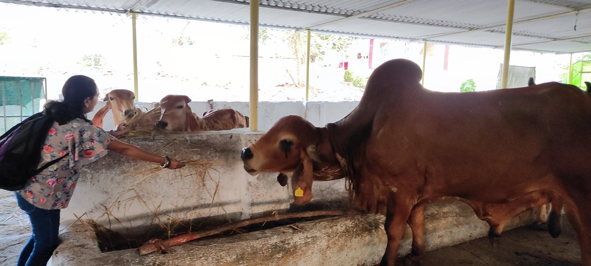 Hiralr16's tweet photo. @AmitabhJha3 Feeling blessed this morning after visiting a Gaushala #GauSeva 
#selfie with a real #bigbull https://t.co/wKLnwJlNDA