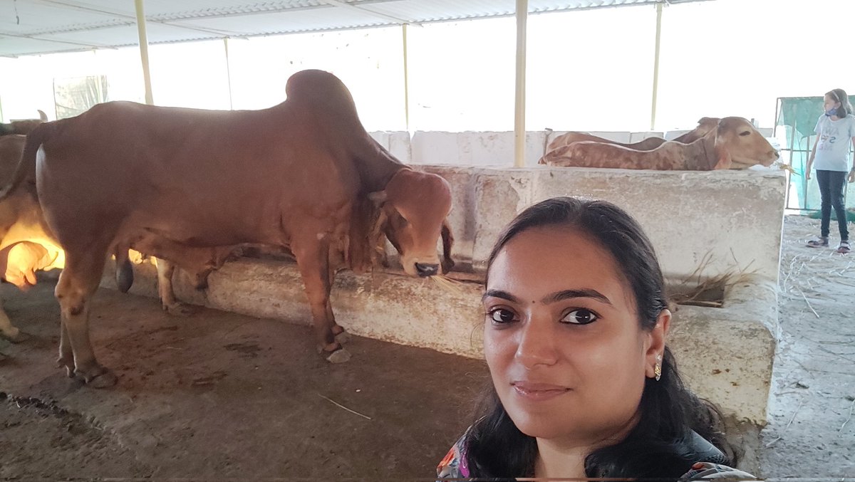 Hiralr16's tweet photo. @AmitabhJha3 Feeling blessed this morning after visiting a Gaushala #GauSeva 
#selfie with a real #bigbull https://t.co/wKLnwJlNDA