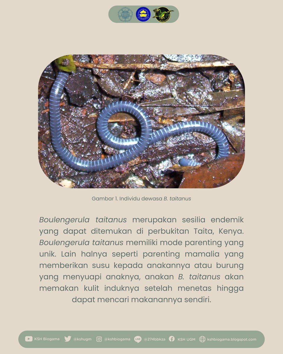 KSH Biogama tweet media