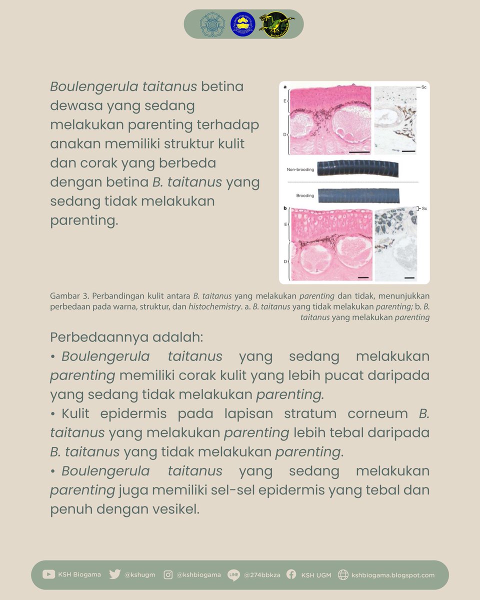 KSH Biogama tweet media