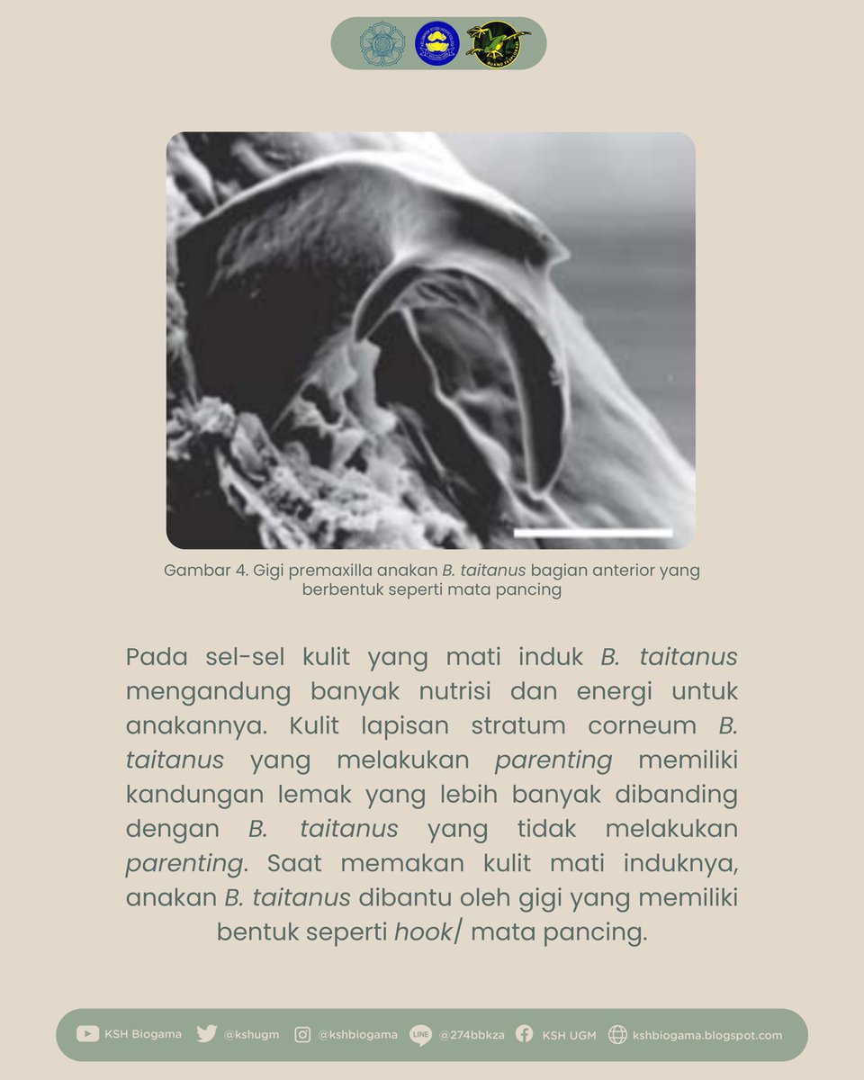 KSH Biogama tweet media