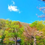 マロのツイート画像