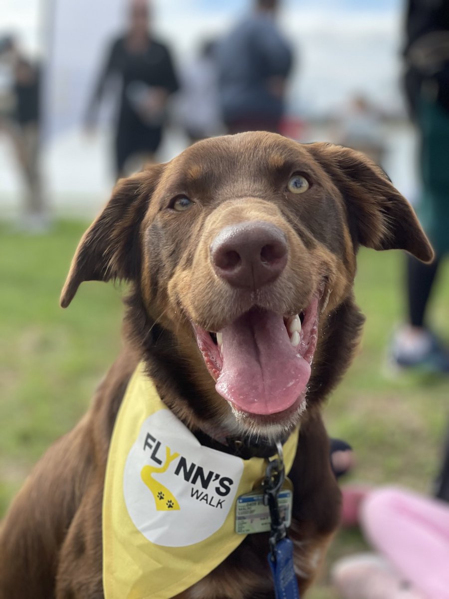 Today me, Maliki &amp; the girls took part in <a href="/FlynnsWalk/">Flynn's Walk</a>. It’s a 10km charity dog walk designed to help promote awareness of the difficulties the vet industry faces with mental health &amp; suicide.