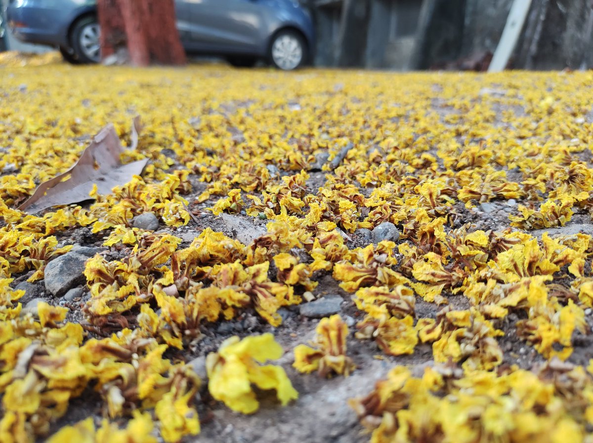 Season of the Copper pod blooms. In Marathi, it is called Son Mohar सोनमोहर because of its Gold like appearance. #seasonwatch #scicomm #Science #ScienceTwitter