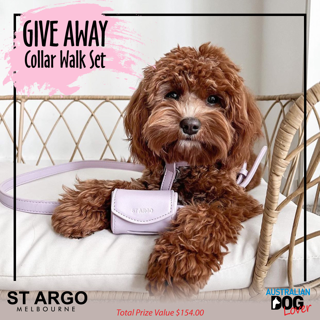 OzDogLover's tweet photo. Spoil a #dogmum on #MothersDay with a luxury #STARGO Collar Walk Set ๐ฉ๐พ๐ถโโ๏ธ
๐Collar, Lead, Poop Bag Holder in #vegan leather (RRP $154). Choose from 9 designer colours!
Entries ๐ฐ๐น๐ผ๐๐ฒ ๐ฆ๐๐ป๐ฑ๐ฎ๐ ๐ด๐๐ต ๐ ๐ฎ๐ ๐ฎ๐ฌ๐ฎ๐ฎ (๐ฐ๐ฝ๐บ).
For details & T+Cs โญ๏ธhttps://t.co/2iZpdx5E3o https://t.co/2uYPGPfYcD