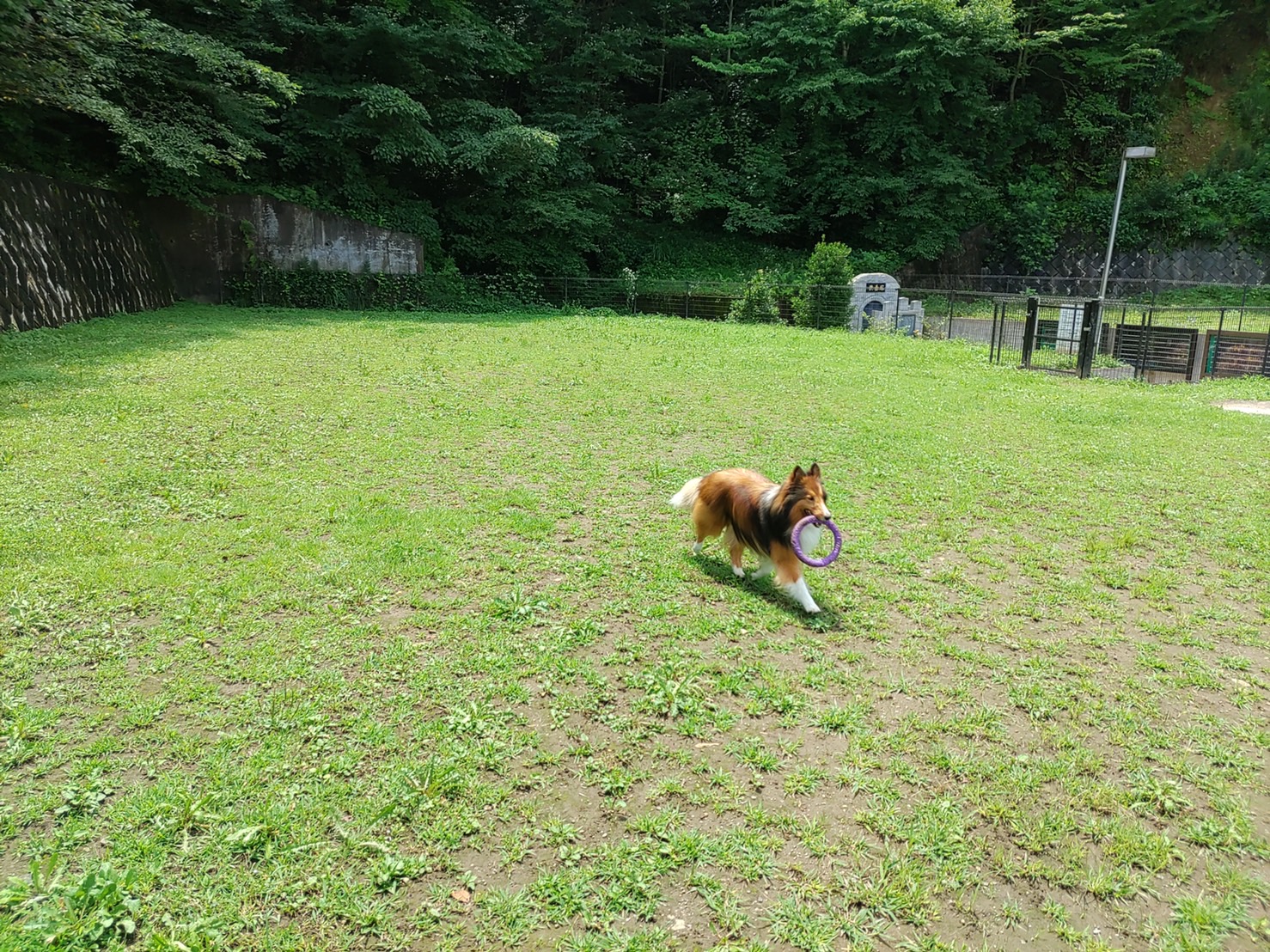 公式 やすらぎの森動物霊園 ドックランのお知らせ 5月29日 日 はドックラン貸切の為 9 00 15 00はドッグラン全面使用できかねます 雨天 の場合 6月5日 日 に順延となります ご迷惑おかけいたしますが ご理解ご了承のほど宜しくお願いいたし