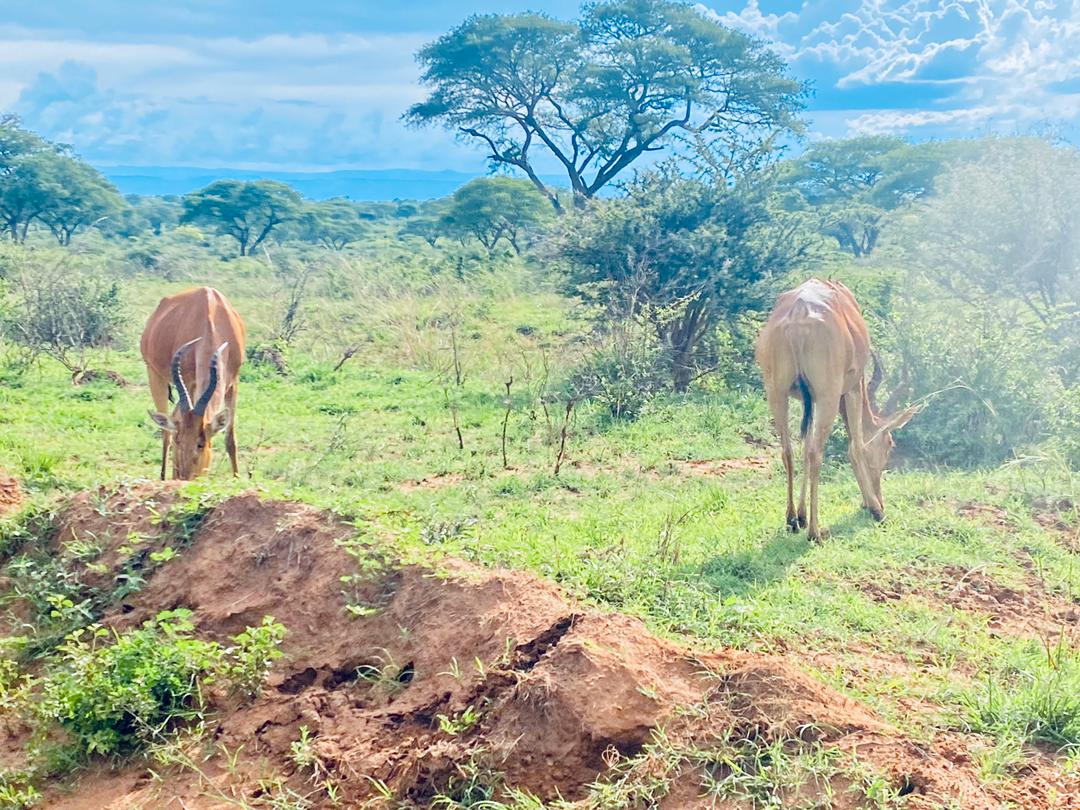 _Kakye's tweet photo. Everyone needs to visit @murchison_falls because of the wide variety of wild animals in this park.
Despite the activities going on about the oil wells, animals move freely.
📷:@digitaldidan
#ConserveUg
#NEMAct https://t.co/RcmxnwF9Uv