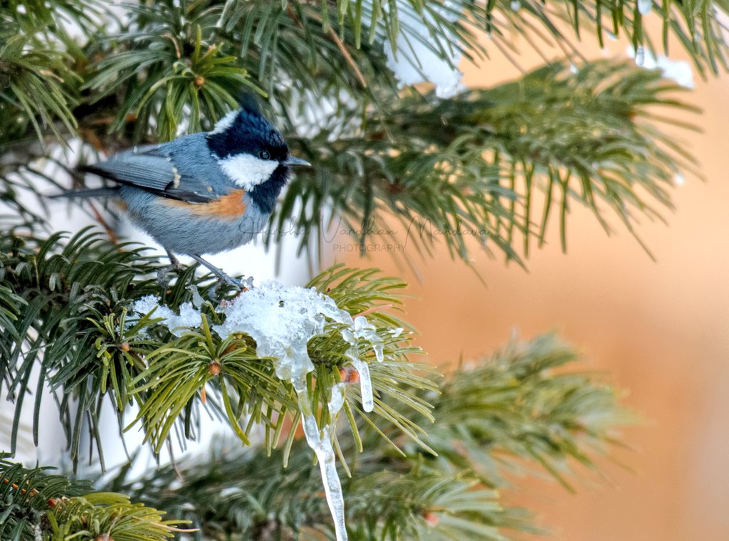 mharshaips's tweet photo. So we have had the hottest April in 122 years apparently, so the right time to post this beautiful Coal Tit on a freezing perch...a reminder of cooler environs! 

#IndiAves #BirdsSeenIn2022 @Britnatureguide https://t.co/RtvSQcqUFJ