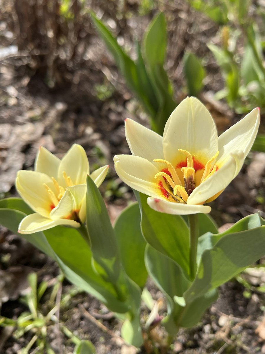 JukkaPartanen3's tweet photo. The first of May - Vappu #MayDay #vappu #vappu2022 #FirstMay #photography #tulips #vappen #valborg #förstamaj #dererstemaj #walpurgisnacht https://t.co/LnVPinSD7U