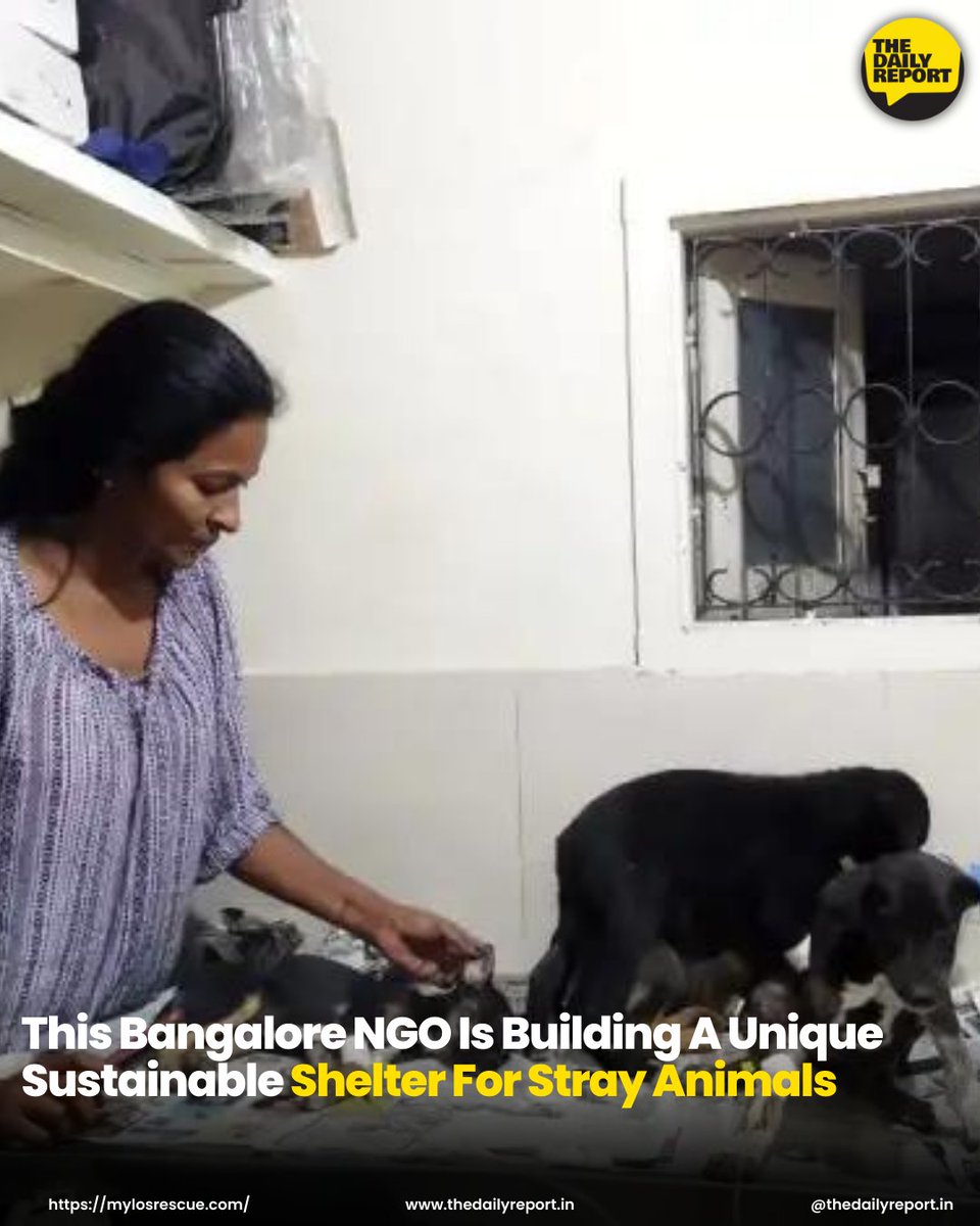 The_DailyReport's tweet photo. Do you want to help Mylo's Rescue Foundation to attain this vision of making our country a safer place for stray animals? You can get involved by becoming a volunteer with them or joining Mylo's community of feeders.
Article link in bio.

𝗙𝗼𝗹𝗹𝗼𝘄 https://t.co/MRzTBbHXX6 https://t.co/TcCn8YxW1P
