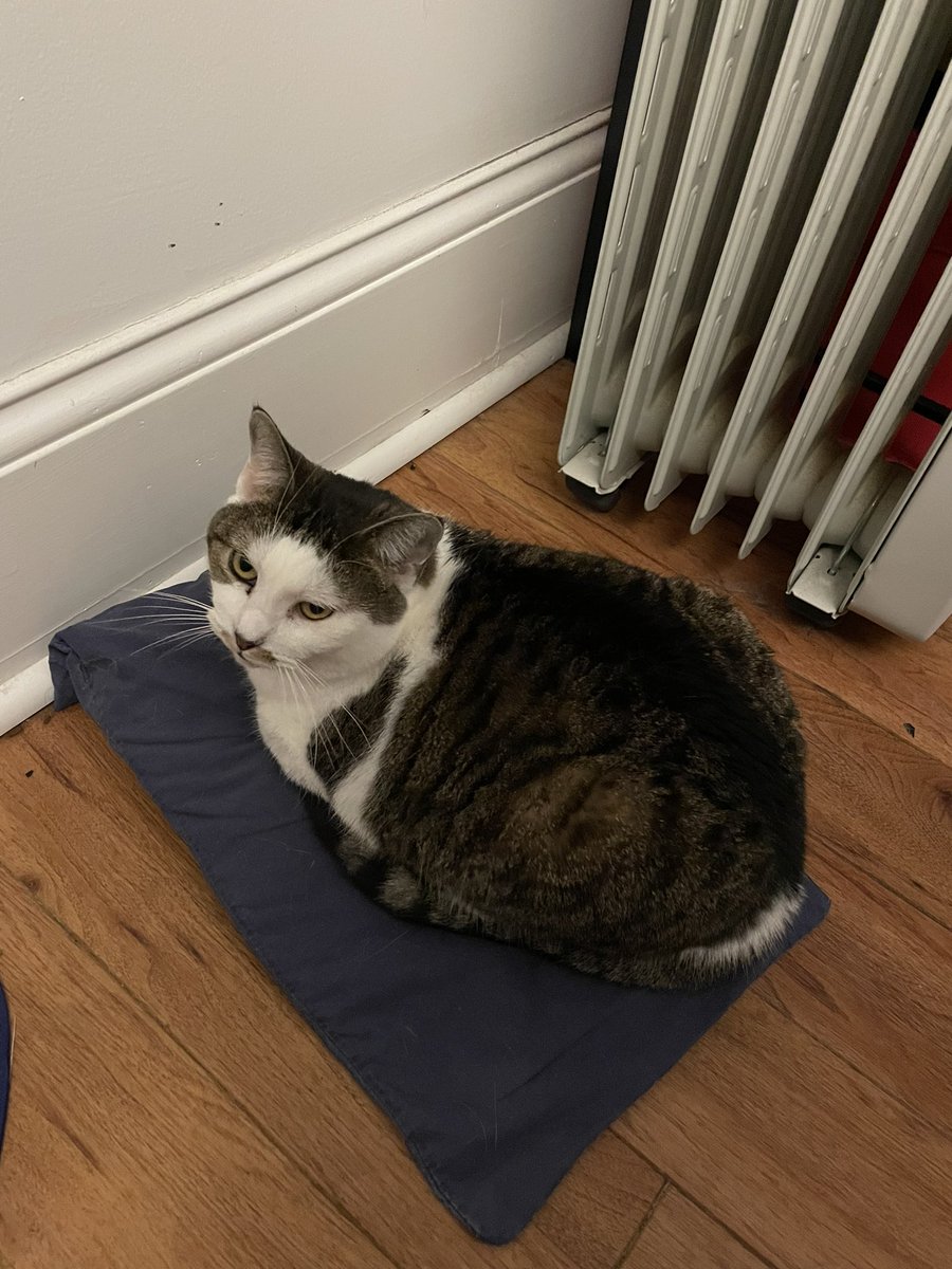 _Bok_Choy_Boy's tweet photo. @KiraBuckland This is Maple! I hope tomorrow is better for you! https://t.co/nKX1oRBBcv