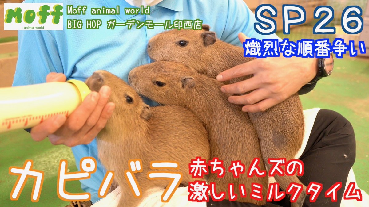 slothnamachan's tweet photo. GW三日目は、三つ子のカピバラ赤ちゃんズをお届けします😄チョコとチップの時も激しかったですが、三つ子となると激しさを増します😂赤ちゃんならではの光景をお見逃しなく!
高評価、チャンネル登録ポチッとな〜
#カピバラ #capubara #moffanimalworld
https://t.co/ovQG5XWqCG @YouTubeより https://t.co/AdWCBJL1U5