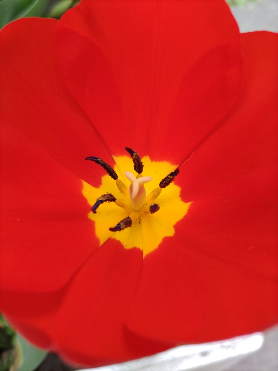 siroboteneko's tweet photo. チューリップの花はゴールデンウィークの今が見頃です🌷

#チューリップ　#チューリップ畑　#チューリップ🌷　#ゴールデンウィーク　#見頃　#春の花　#チューリップの花　#赤いチューリップ　#赤いチューリップの花　#鮮やかなチューリップの花　#鮮やか　#チューリップの花🌷　#キレイ　#素敵 https://t.co/Qm9ruXnVkn