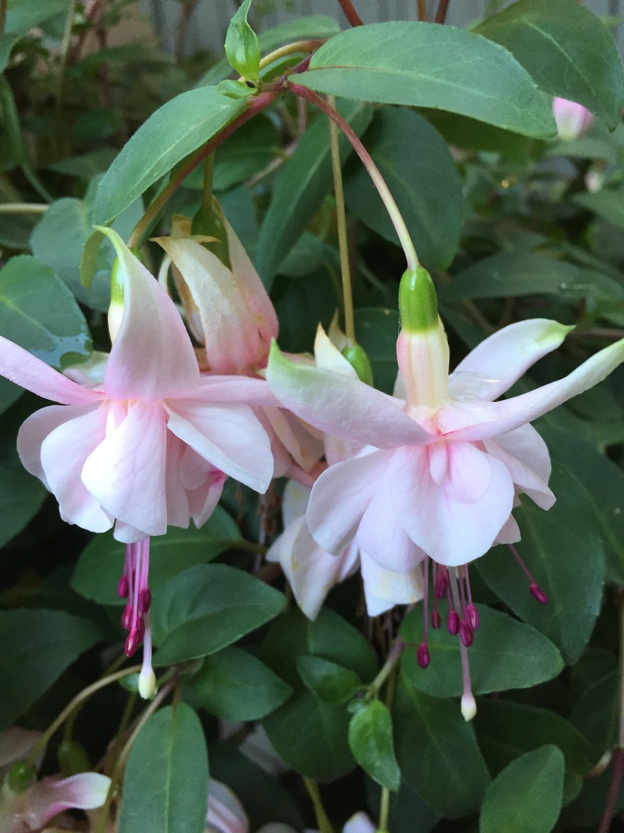 GemmaMouse's tweet photo. Still scheduled arrive here in early June. Ms.D did see these friendly flowers on her walk today. The people just got the plant at a nursery. Everyone hopes it’s warm enough outside 4 them. They are very beautiful & delicate. #flower #spring #tinyadventure #stillwaitingtoarrive https://t.co/pnYE1J8Njf