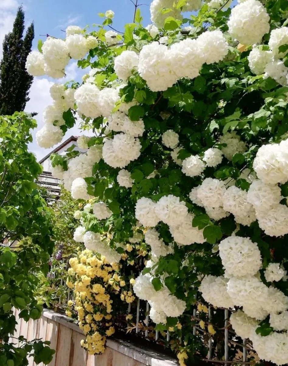 MiniatiMeri's tweet photo. Buongiorno a tutti!!!
Buona Domenica 🌿
#1Maggio
#pallonidiMaggio
#Viburnum #opulus
#candore #vita
🤍💚🌿🍃☘🍀🤍💚 https://t.co/vWx63hdy2M