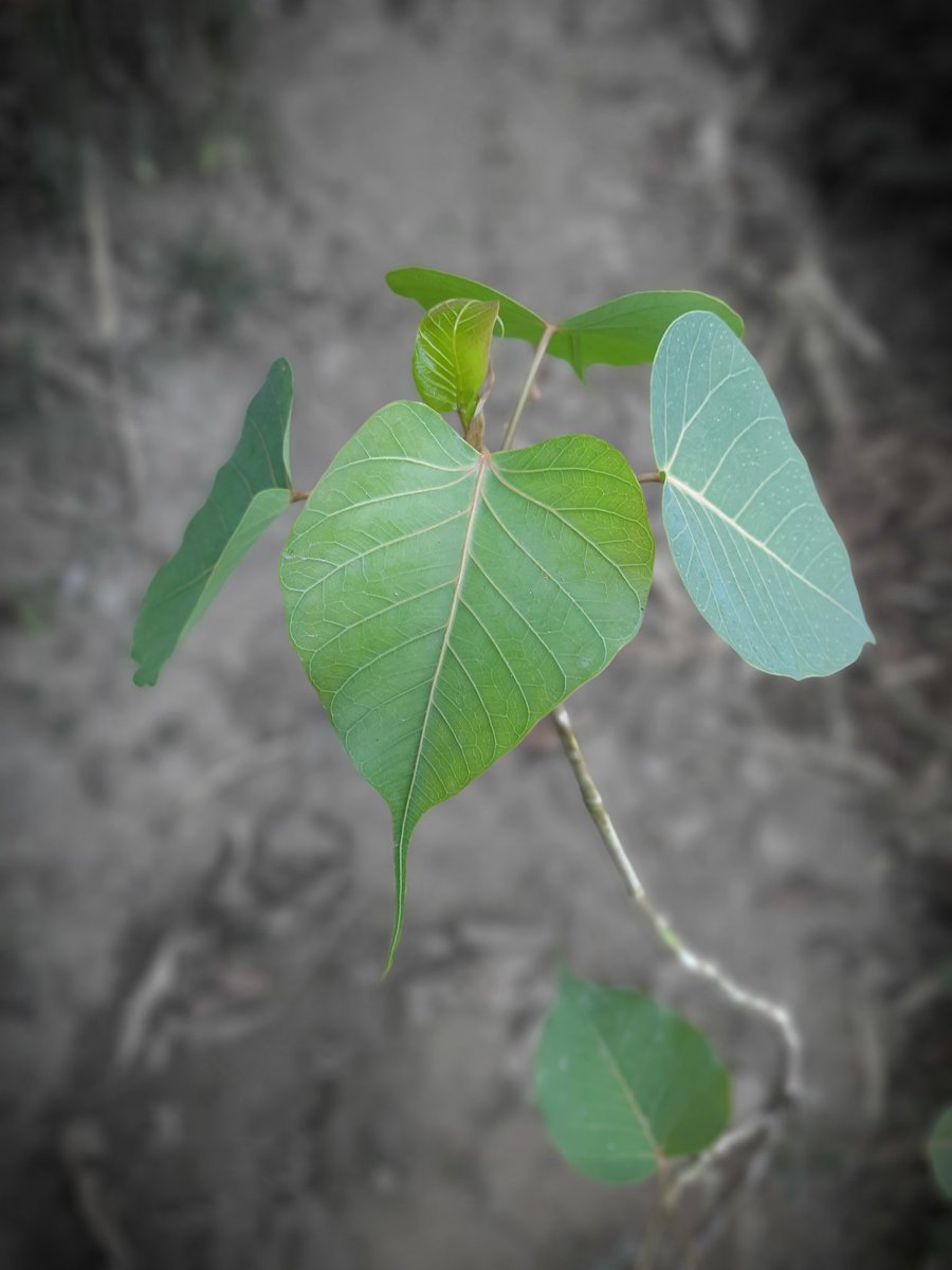 New life taking roots. This is the Peepal tree we planted on Mahashivratri, नई पत्तियां आने को हैं.

#Ecology #Trending #SaveSoil #PlantATree #oxygen #PlanetEarth #GreenWall #India #MotherEarth #Himachalpradesh #treeoflife #peepal