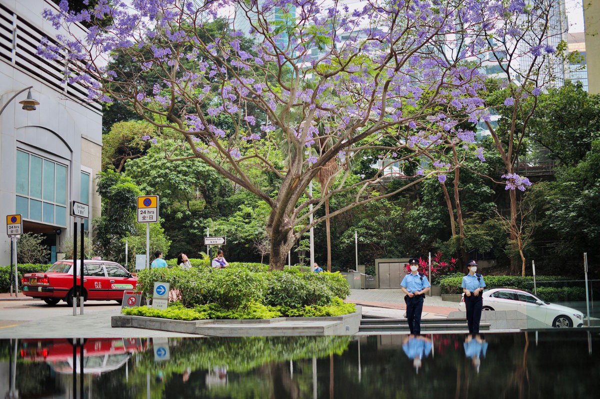 hkpoliceforce's tweet image. #HKPFootprint🚓| At #StarStreet⭐️Precinct—serene area w/ aura of hope amid hustle+bustle of #WanChai at💜of city🇭🇰—stands a #jacaranda🌳w/ lilac blooms signifying #GoodLuck+rebirth &amp;amp; lays a🌈staircase reminding us #NoRainNoRainbow—let’s wish🤞🏼for #RayOfHope🌞amid #COVID19 spell⛅️