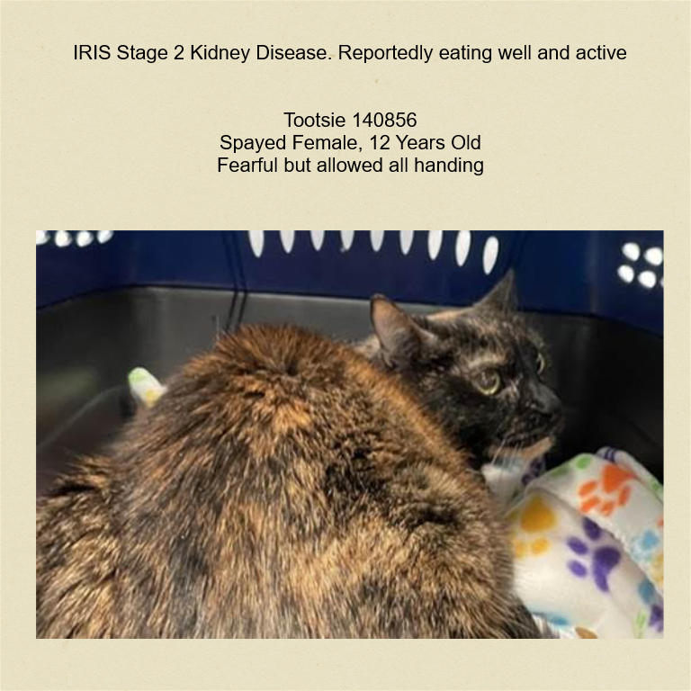 DubJH1009's tweet photo. https://t.co/fl9sNhA0Jg #MustBeSavedASAP #HelpNow #NeedsHelp #PleaseHelpHer #nyc #cats https://t.co/PgVt0I1l1n