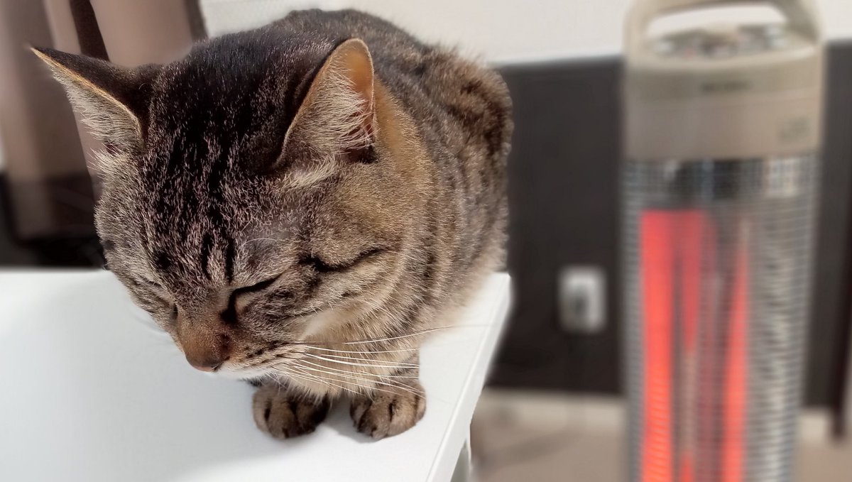 眠そうな猫とまだまだ活躍中のヒーター