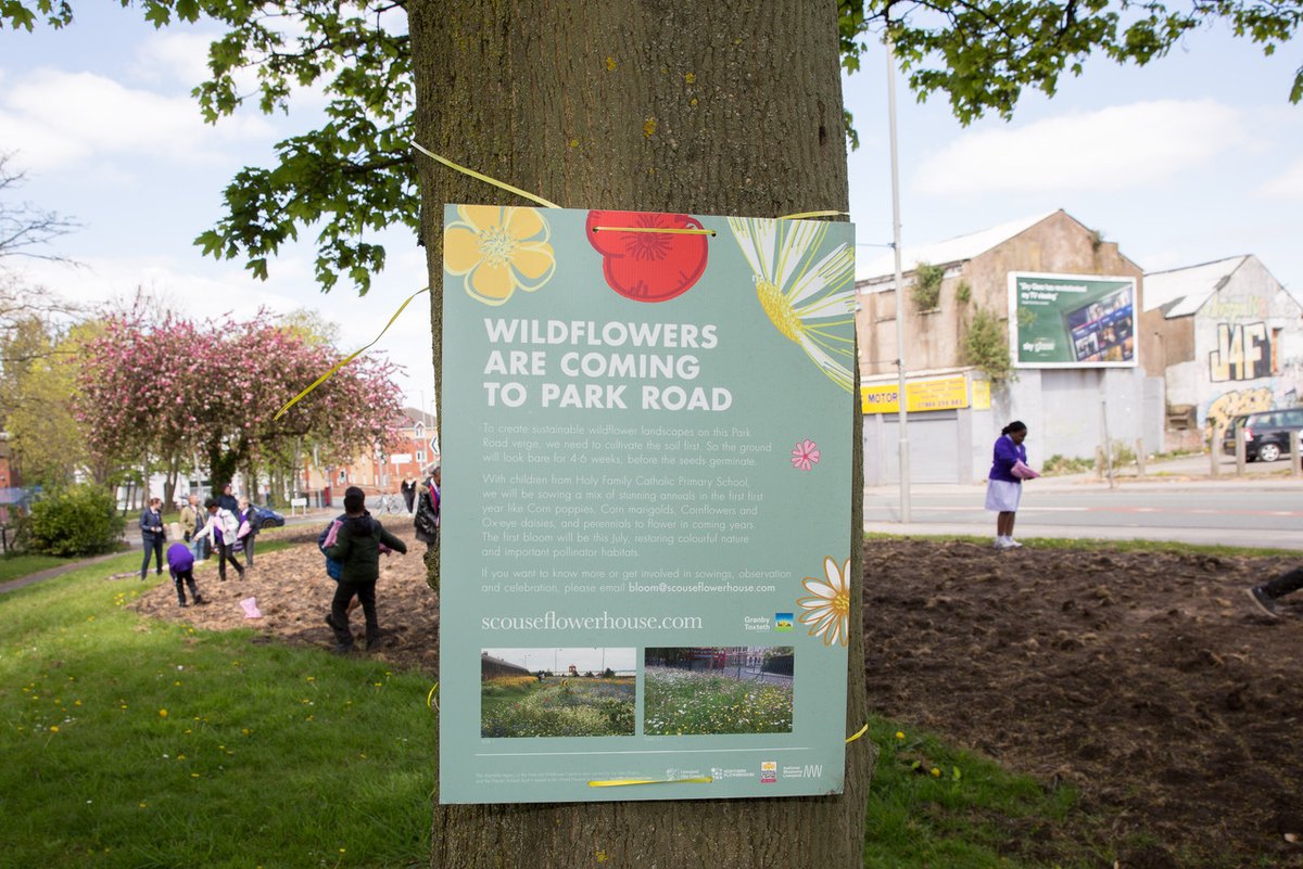 Beautiful images taken by Jane MacNeil on Park Road, Holy Family Primary School sowing Thursday. Circular economy proof of pudding, seed harvested and resown in the City Region- unique. With Scouseflowerhouse banner - Reinforcing Seeds of Hope.