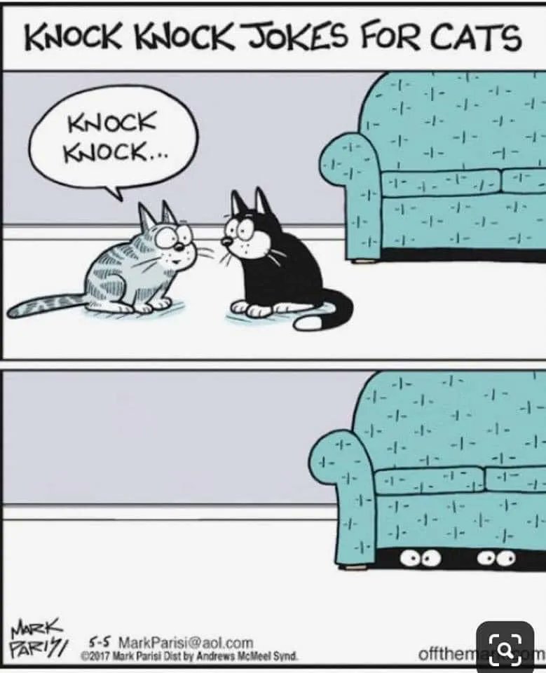 catcastletails's tweet photo. Today’s moment to smile. 🐾 #tailsofcatcastle #adoptdontshop #cats #lovewins #joke https://t.co/5BHuBDWI0e