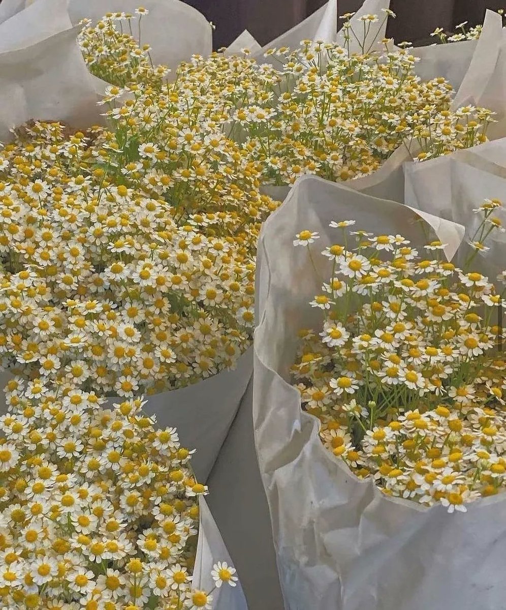 NOWNESS's tweet photo. #MorningMeditation: 🌼 

by @comsi_comsa_⁠
⁠
Tap the link to immerse yourself in nature on NOWNESS: https://t.co/CrL2uj9fQJ 🍃 https://t.co/MQvkFuSC3M