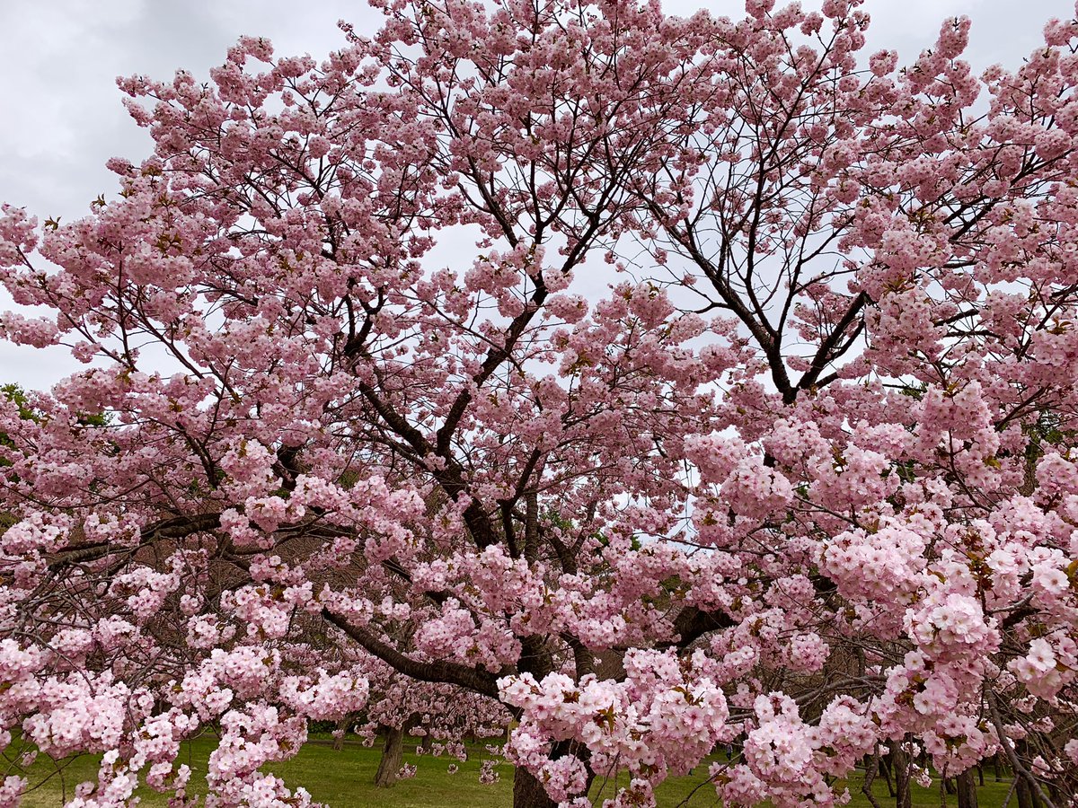 captainkirk2000's tweet photo. 北海道は今が桜満開。 https://t.co/JORncXsCrd