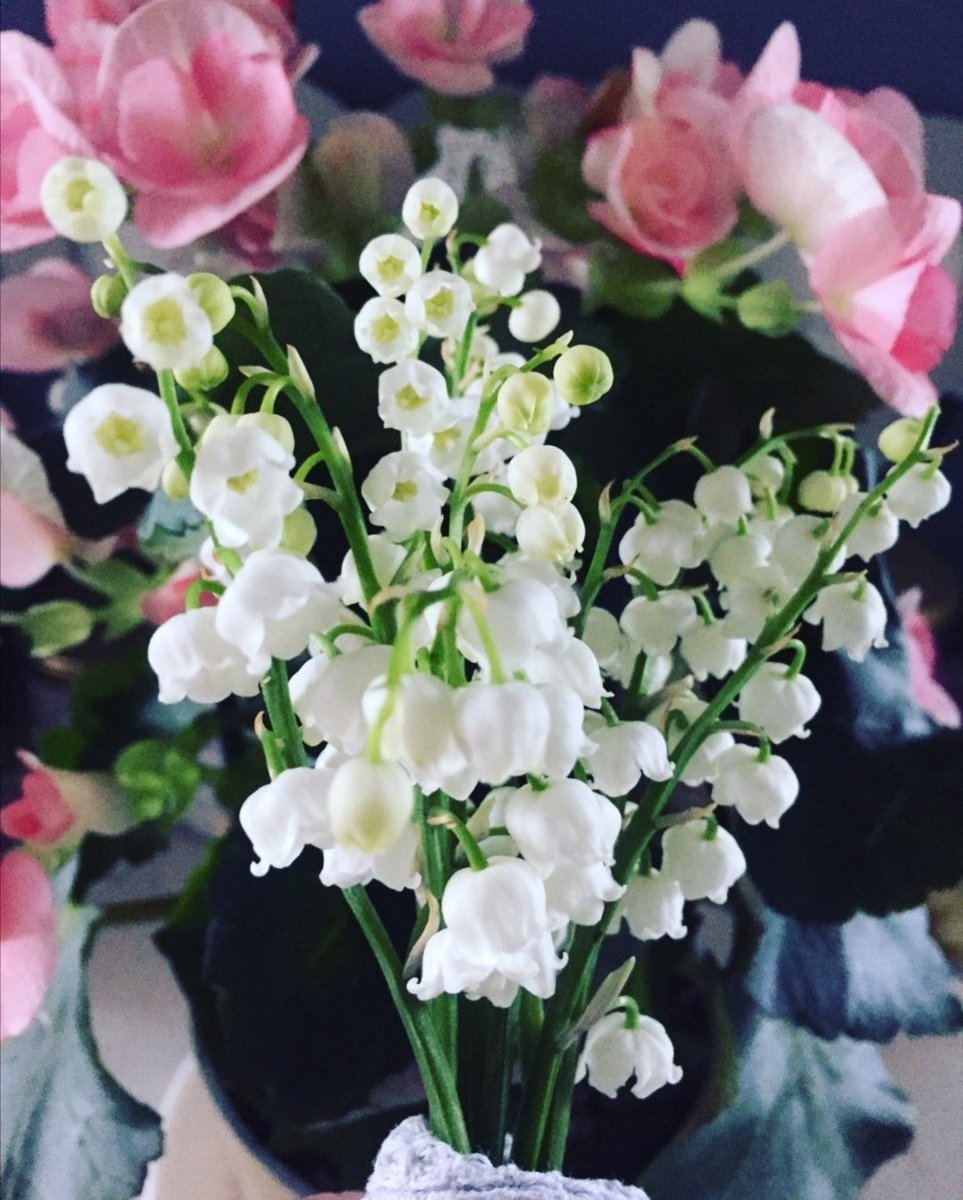 commentry2020's tweet photo. 💚⚪ Joyeux #1erMai à tous ! ⚪💚

#1erMai2022 #Commentry #muguet https://t.co/oV9xLyawNX