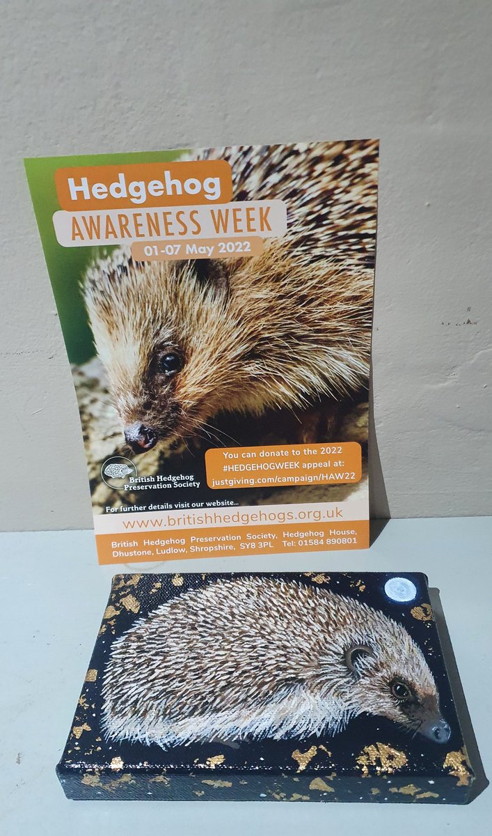 SharonEnv1's tweet image. Will be doing my bit this week to raise awareness of this very important @hedgehogsociety campaign. Check out my lovely #hedgehog painting by local artist and pal @LouiseHobsonArt. 
Happy #hedgehogweek everyone. 💚🦔🌿❤ #helpthehedgehogs
