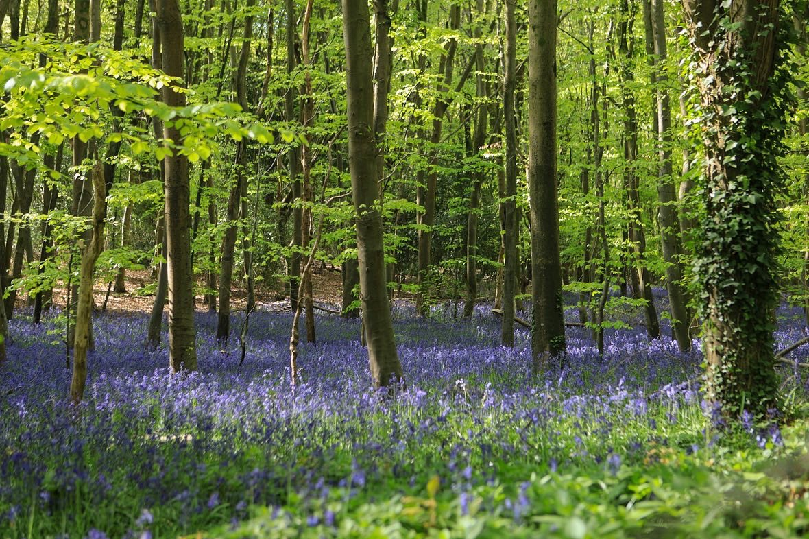 Great to get out in the bluebells yesterday… #bluebells #sussex #spring