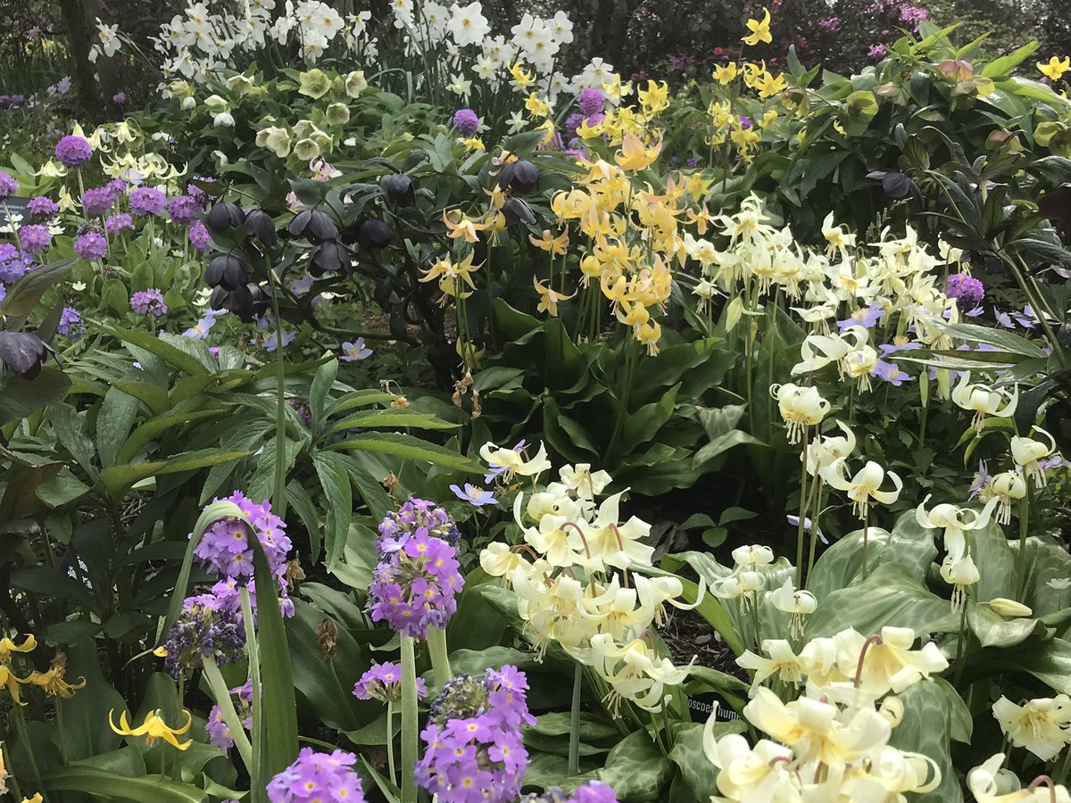 peet_lawrence's tweet photo. The woodland garden at RHS Harlow Carr is simply stunning! https://t.co/HBCcDk0nLq