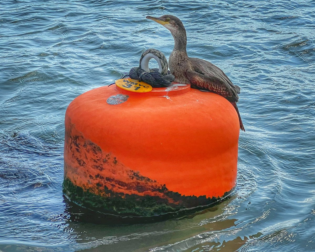 A nice little surprise on one of yesterday trips-Shag sat on the buoy
#ladygraceboattrips #merseaisland #mersealife #mersea #merseaoysters #seasidelife #seaside #coastline #boattrip #ThingsToDo #thingstodo #ThingsToDoWithKids #essex #wildlife #birds #seals #spring #boattrips #fun