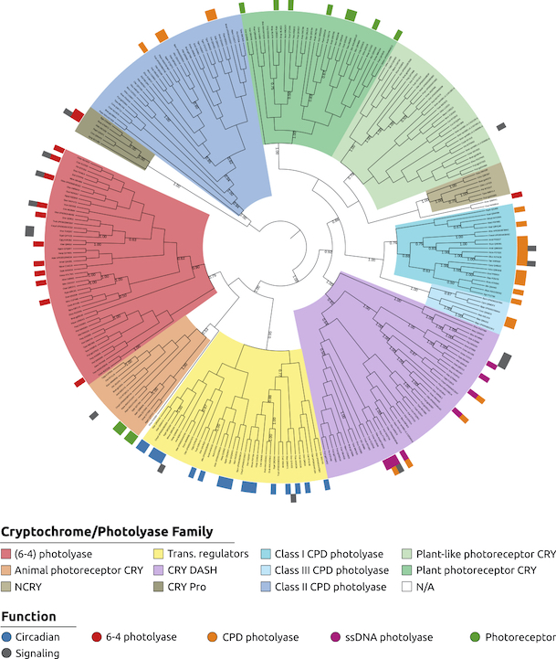 acarbone16's tweet photo. Do you want to classify your protein family by function? See Multiple Profile Models Extract Features from Protein Sequence Data and Resolve Functional Diversity of Very Different Protein Families https://t.co/N1m2wmAE9C #protein #ProteinDomains #AlphaFold #IDPfun @LCQB_UMR7238 https://t.co/KgST0BtZ5h