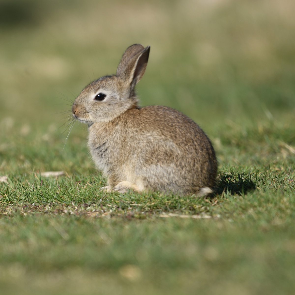 First rabbit pictures of the year in #bushpark yesterday, the rabbits there are not so shy especially in the Pheasantry so much activity in the park with the skylarks, and all the young appearing.

#TwitterNatureCommunity #TwitterNaturePhotography #beautiful #nature #rabbits