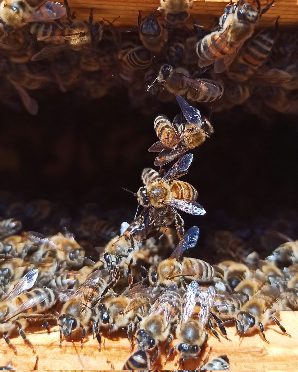 GreekBeeKeeper's tweet image. Team #work makes the #dream work 🐝🤝🐝
#beekeeping #bee #beehive