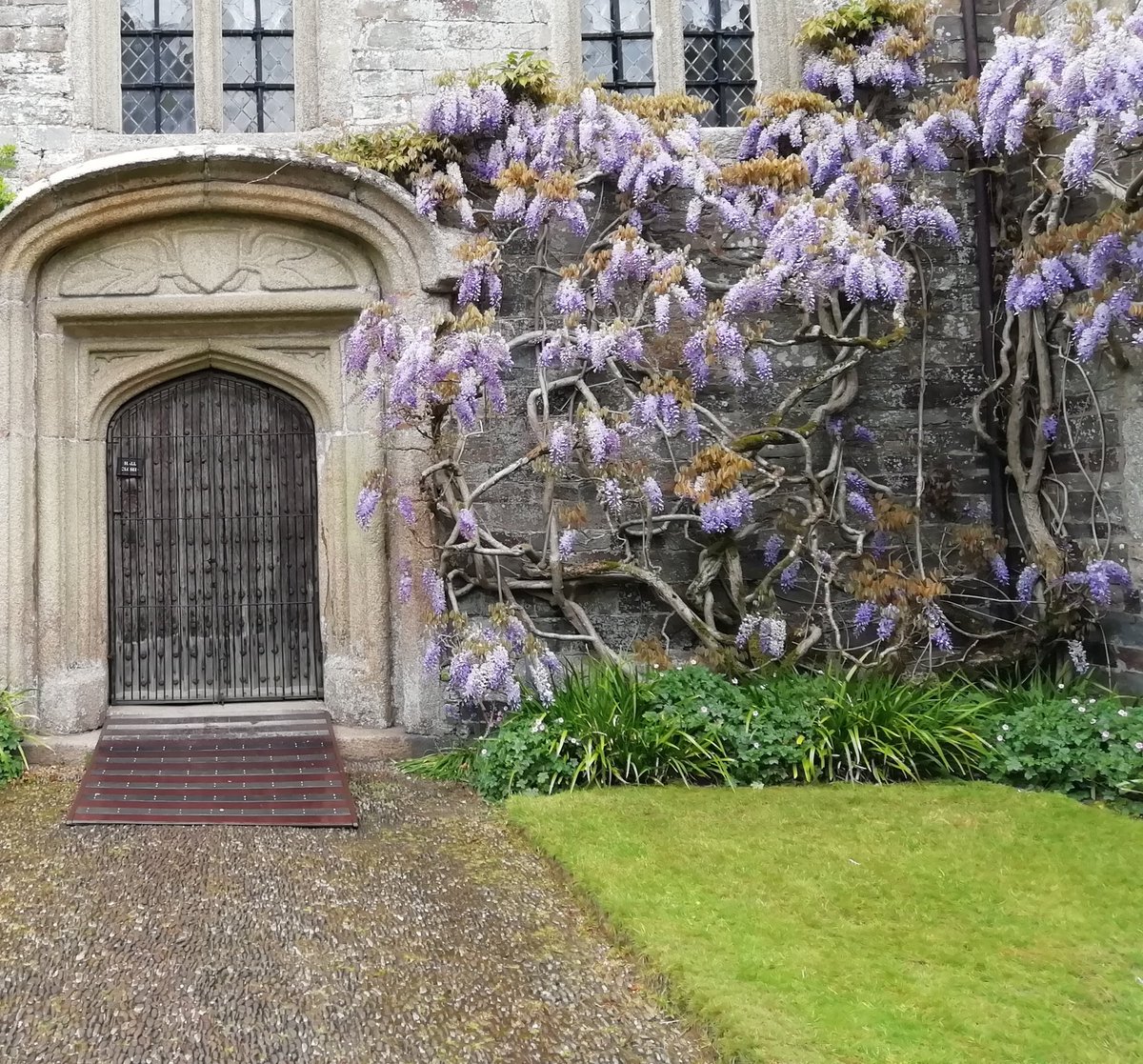 #wisteriahysteria rife in #cornwall too #cothele #calstock #tamarvalley