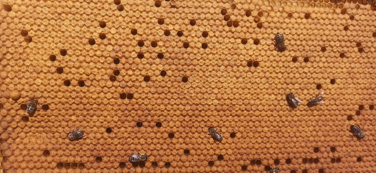 GreekBeeKeeper's tweet image. Solid #brood. The best way to check if you have a good #QueenBee 🐝🇬🇷
