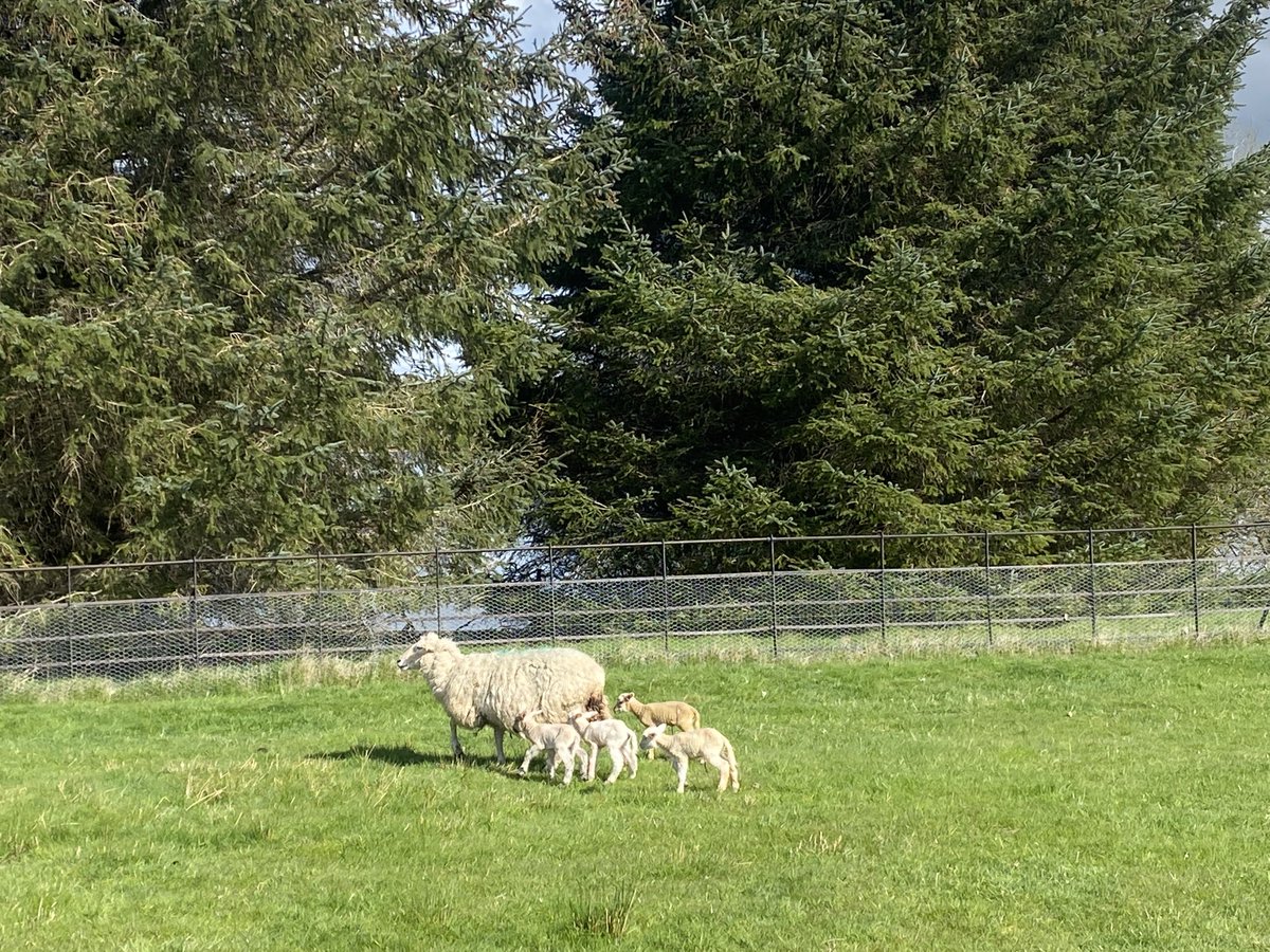 John Goffin tweet media